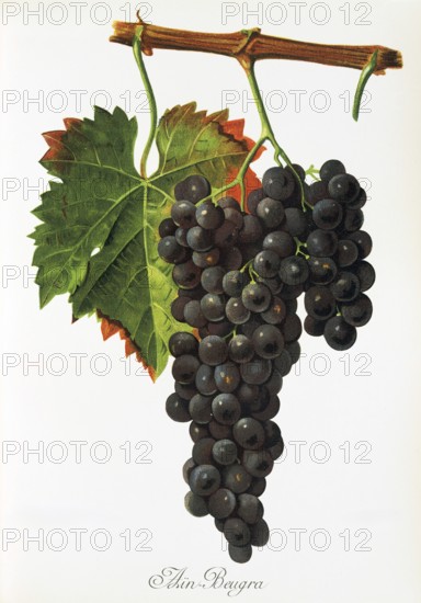 Ampelography, grape variety, oenology, viticulture, grape, grapevine, Ain Beugra grape, digitally enhanced reproduction of an original by Jules Tronca (1855 to 1915), Historical