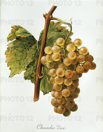 Ampelography, grape variety, oenology, viticulture, grape, grapevine, Chasselas dore' grape, digitally enhanced reproduction of an original by Alexis Kreyder (1839 to 1912), Historical