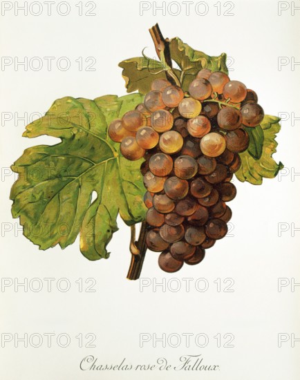 Ampelography, grape variety, oenology, viticulture, grape, grapevine, Chasselas Rose de Falloux grape, digitally enhanced reproduction of an original by Alexis Kreyder (1839 to 1912), Historical