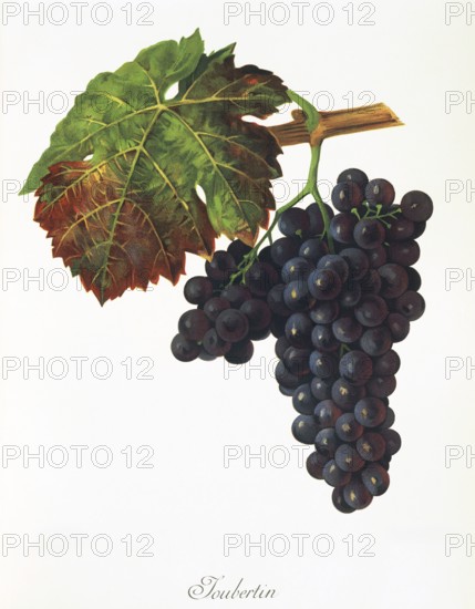 Ampelography, grape variety, oenology, viticulture, grape, grapevine, Joubertin grape, digitally enhanced reproduction of an original by Jules Tronca (1855 to 1915), Historical