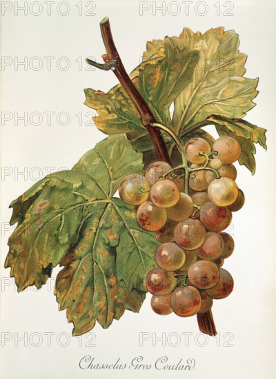 Ampelography, grape variety, oenology, viticulture, grape, grapevine, Chasselas Gros Coulard grape, digitally enhanced reproduction of an original by Alexis Kreyder (1839 to 1912), Historical