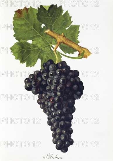 Ampelography, grape variety, oenology, viticulture, grape, grapevine, Aubun grape, digitally enhanced reproduction of an original by Jules Tronca (1855 to 1915), Historical