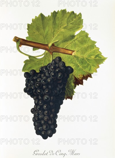 Ampelography, Grape variety, Oenology, Viticulture, Grape, Grapevine, Groslot de Cinq Mars grape, digitally enhanced reproduction of an original by Jules Tronca (1855 to 1915), Historical