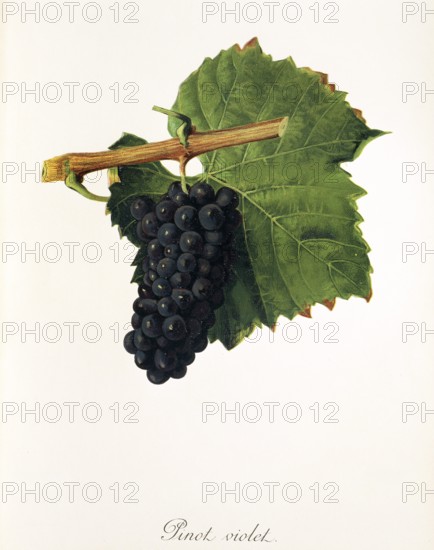 Ampelography, grape variety, oenology, viticulture, grape, grapevine, Pinot Violet grape, digitally enhanced reproduction of an original by Jules Tronca (1855 to 1915), Historical
