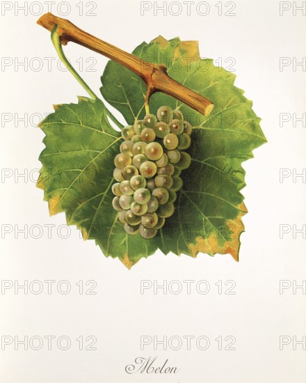 Ampelography, Grape variety, Oenology, Viticulture, Grape, Grapevine, Melon grape, digitally enhanced reproduction of an original by Jules Tronca (1855 to 1915), Historical