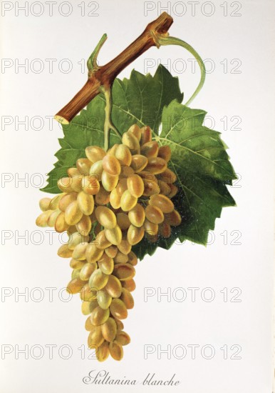 Ampelography, grape variety, oenology, viticulture, grape, grapevine, Sultanina Blanche grape, digitally enhanced reproduction of an original by Jules Tronca (1855 to 1915), Historical