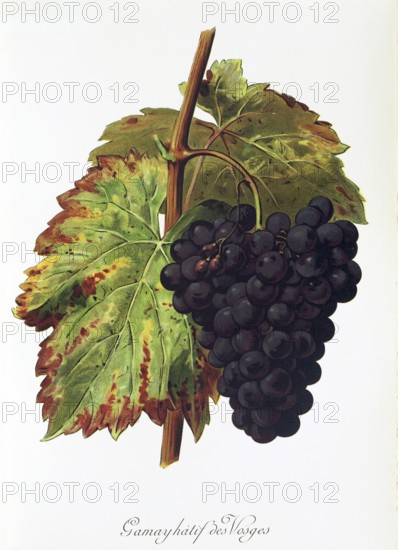 Ampelography, grape variety, oenology, viticulture, grape, grapevine, Gamay Hatif des Vosges grape, digitally enhanced reproduction of an original by Alexis Kreyder (1839 to 1912), Historical