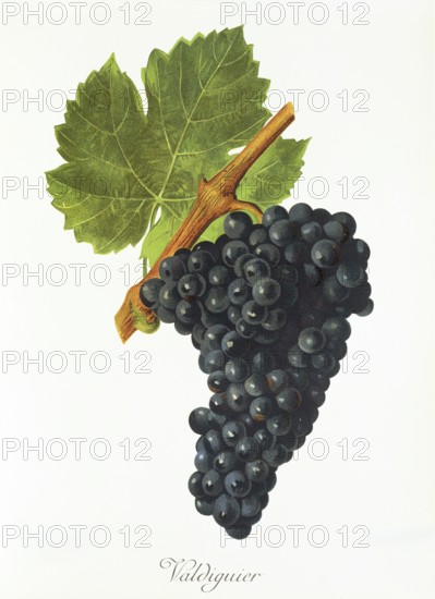 Ampelography, grape variety, oenology, viticulture, grape, grapevine, Valdiguier grape, digitally enhanced reproduction of an original by Jules Tronca (1855 to 1915), Historical