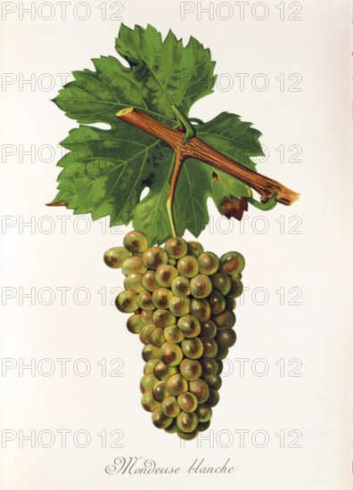Ampelography, grape variety, oenology, viticulture, grape, grapevine, Mondeuse Blanche grape, digitally enhanced reproduction of an original by Jules Tronca (1855 to 1915), Historical