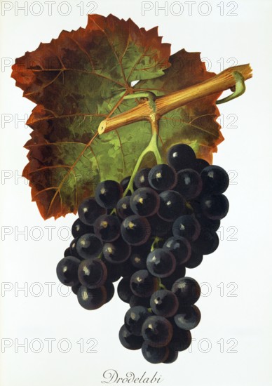 Ampelography, grape variety, oenology, viticulture, grape, grapevine, Drodelabi grape, digitally enhanced reproduction of an original by Jules Tronca (1855 to 1915), Historical