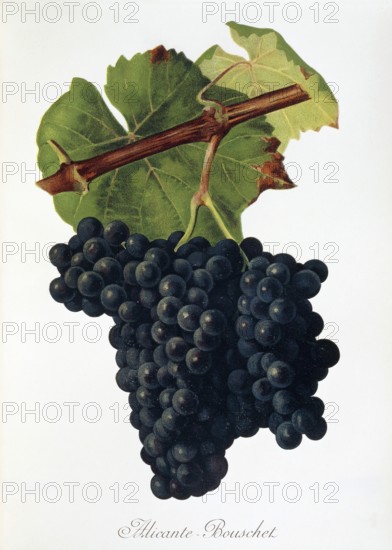 Ampelography, grape variety, oenology, viticulture, grape, grapevine, Alicante-Bouschet grape, digitally enhanced reproduction of an original by Jules Tronca (1855 to 1915), Historical