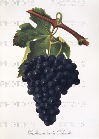 Ampelography, grape variety, oenology, viticulture, grape, grapevine, Grand-Noir-de-la-Calmette grape, digitally enhanced reproduction of an original by Jules Tronca (1855 to 1915), Historical