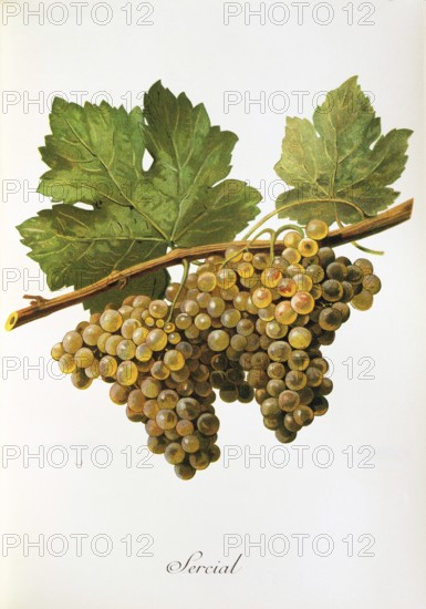 Ampelography, grape variety, oenology, viticulture, grape, grapevine, Sercial grape, digitally enhanced reproduction of an original by Alexis Kreyder (1839 to 1912), Historical