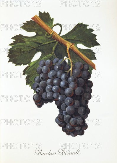Ampelography, grape variety, oenology, viticulture, grape, grapevine, Bacchus Bidault grape, digitally enhanced reproduction of an original by Jules Tronca (1855 to 1915), Historical