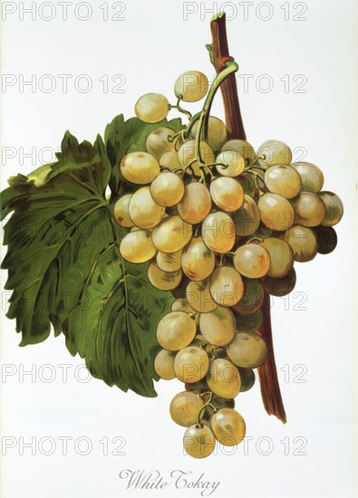 Ampelography, grape variety, oenology, viticulture, grape, grapevine, White Tokay grape, digitally enhanced reproduction of an original by Alexis Kreyder (1839 to 1912), Historical