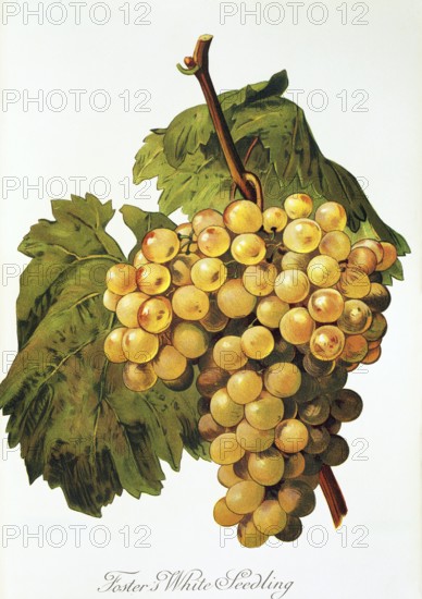 Ampelography, grape variety, oenology, viticulture, grape, grapevine, Foster's White Seedling grape, digitally enhanced reproduction of an original by Alexis Kreyder (1839 to 1912), Historical