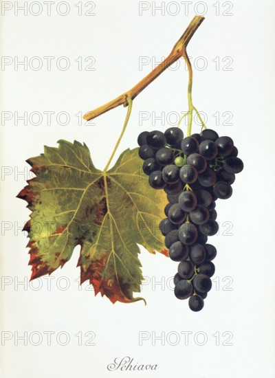 Ampelography, grape variety, oenology, viticulture, grape, grapevine, Schiava grape, digitally enhanced reproduction of an original by Jules Tronca (1855 to 1915), Historical