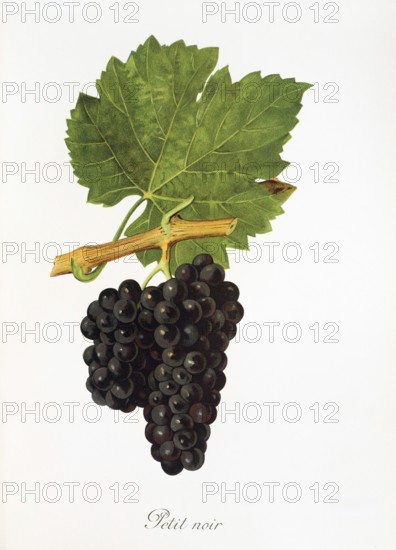 Ampelography, grape variety, oenology, viticulture, grape, grapevine, Petit Noir grape, digitally enhanced reproduction of an original by Jules Tronca (1855 to 1915), Historical