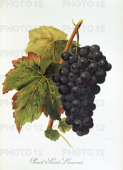 Ampelography, grape variety, oenology, viticulture, grape, grapevine, Pinot Saint Laurent grape, digitally enhanced reproduction of an original by Alexis Kreyder (1839 to 1912), Historical