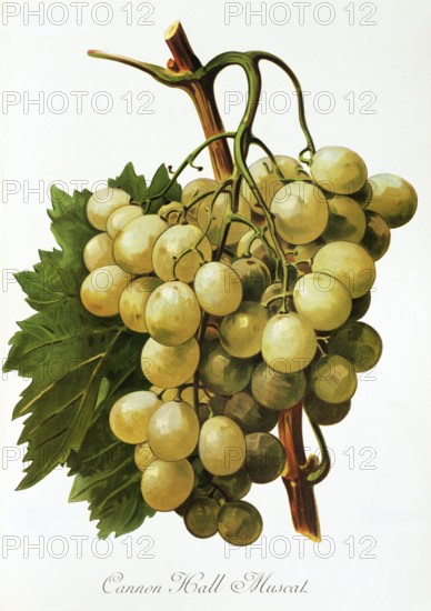 Ampelography, Grape variety, Oenology, Viticulture, Grape, Grapevine, Cannon Hall Muscat grape, digitally enhanced reproduction of an original by Alexis Kreyder (1839 to 1912), Historical