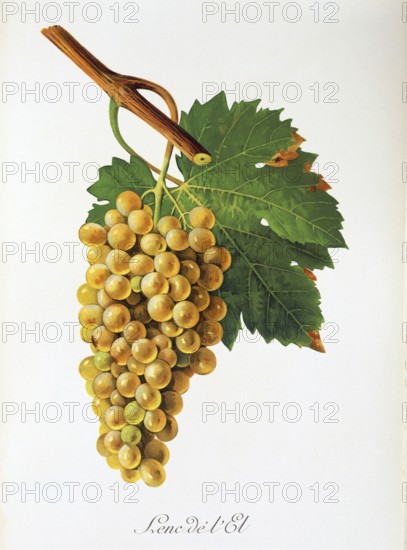 Ampelography, grape variety, oenology, viticulture, grape, grapevine, Lenc de l'El grape, digitally enhanced reproduction of an original by Jules Tronca (1855 to 1915), Historical