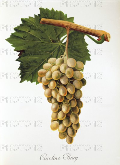Ampelography, grape variety, oenology, viticulture, grape, grapevine, Caroline Bury grape, digitally enhanced reproduction of an original by Jules Tronca (1855 to 1915), Historical