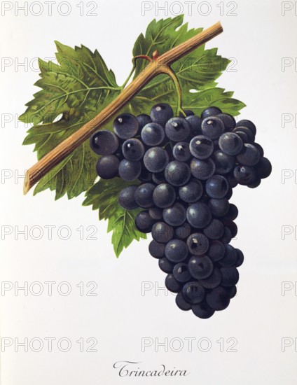 Ampelography, grape variety, oenology, viticulture, grape, grapevine, Trincadeira grape, digitally enhanced reproduction of an original by Alexis Kreyder (1839 to 1912), Historical