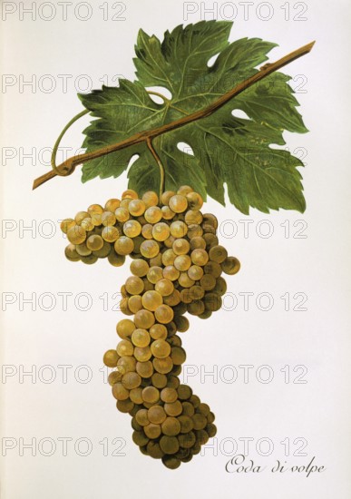 Ampelography, grape variety, oenology, viticulture, grape, grapevine, Coda di Volpe grape, digitally enhanced reproduction of an original by Alexis Kreyder (1839 to 1912), Historical