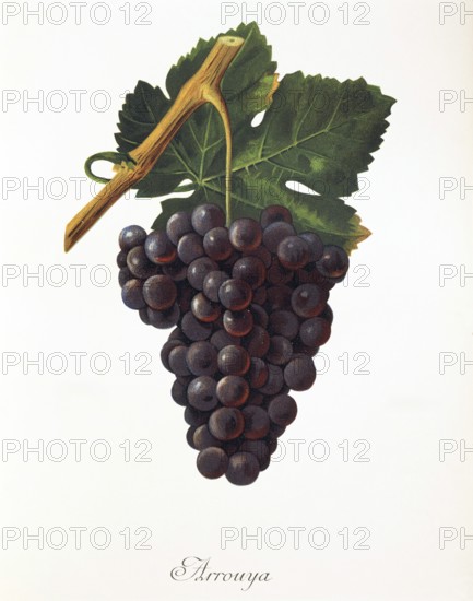 Ampelography, grape variety, oenology, viticulture, grape, grapevine, Arrouya grape, digitally enhanced reproduction of an original by Jules Tronca (1855 to 1915), Historical