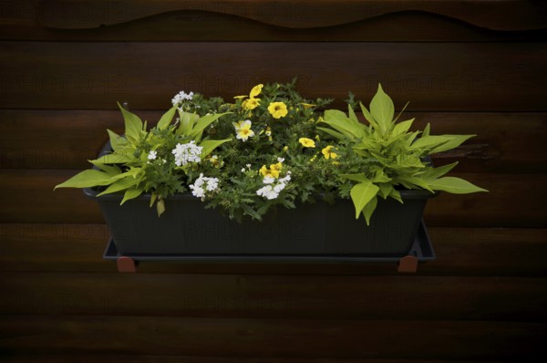 Flower box with flowers, fried egg flower (Limnanthes douglasii), garden, Stuttgart, Baden-Württemberg, Germany