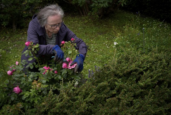 Elderly woman cutting pink roses with rose scissors, gardening, garden maintenance, garden, Stuttgart, Baden-Württemberg, Germany