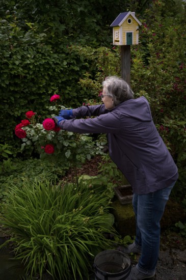 Elderly woman cutting red roses (pink) with rose scissors, gardening, garden maintenance, bird house, bird house, nesting box, Swedish house, garden, Stuttgart, Baden-Württemberg, Germany