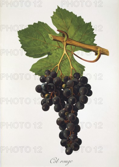 Ampelography, grape variety, oenology, viticulture, grape, grapevine, Cot Rouge grape, digitally enhanced reproduction of an original by Jules Tronca (1855 to 1915), Historical