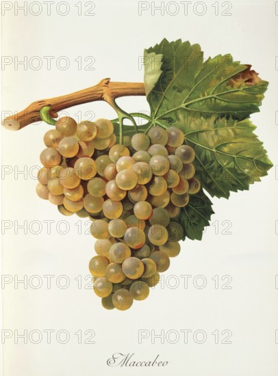 Ampelograhie, Rebsortenkunde, Önologie, Weinbau, Weintraube, Weinrebe, Viura oder Macabeo oder Macabeu ist in Nordspanien die am häufigsten angebaute Weißweinsorte, digitally enhanced reproduction of an original by Alexis Kreyder (1839 to 1912), Historisch
