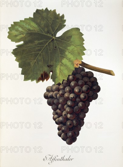 Ampelography, grape variety, oenology, viticulture, grape, grapevine, Affenthaler grape, digitally enhanced reproduction of a model by Jules Tronca (1855 to 1915), Historical