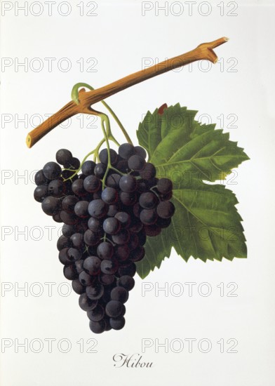 Ampelography, grape variety, oenology, viticulture, grape, grapevine, Hibou grape, digitally enhanced reproduction of an original by Jules Tronca (1855 to 1915), Historical