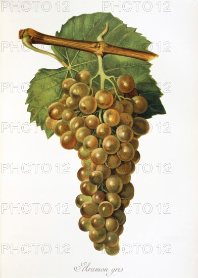 Ampelography, grape variety, oenology, viticulture, grape, grapevine, Aramon Gris grape, old white grape variety probably originates from Spain, digitally enhanced reproduction of an original by Alexis Kreyder (1839 to 1912), Historical