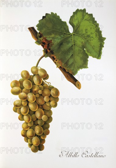 Ampelography, grape variety, oenology, viticulture, grape, grapevine, Albillo Castellano grape, very old white grape variety originates from Spain, digitally enhanced reproduction of an original by Alexis Kreyder (1839 to 1912), Historical