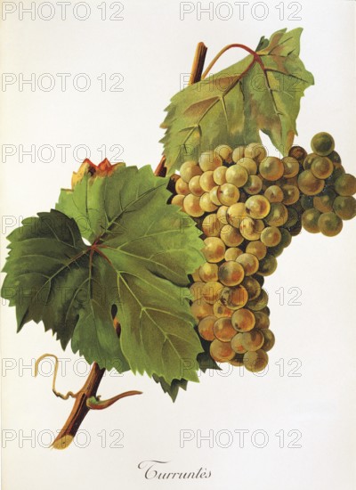 Ampelography, grape variety, oenology, viticulture, grape, grapevine, Turruntes grape, digitally enhanced reproduction of an original by Jules Tronca (1855 to 1915), Historical