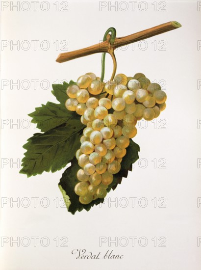 Ampelography, grape variety, oenology, viticulture, grape, grapevine, Verdat Blanc grape, digitally enhanced reproduction of an original by Jules Tronca (1855 to 1915), Historical