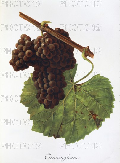 Ampelography, grape variety, oenology, viticulture, grape, grapevine, Cunningham grape, digitally enhanced reproduction of an original by Jules Tronca (1855 to 1915), Historical