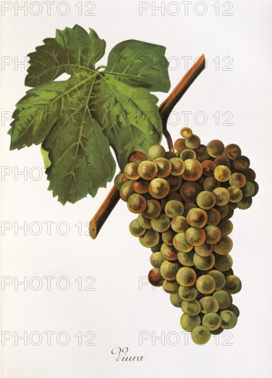 Ampelography, grape variety, oenology, viticulture, grape, grapevine, Viura grape, digitally enhanced reproduction of an original by Jules Tronca (1855 to 1915), Historical