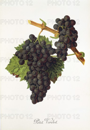 Ampelography, grape variety, oenology, viticulture, grape, grapevine, Petit Verdot grape, a very late ripening red wine variety that produces a tannin-rich and acidic wine, digitally enhanced reproduction of an original by Alexis Kreyder (1839 to 1912), Historical