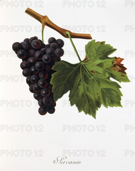 Ampelography, grape variety, oenology, viticulture, grape, grapevine, Servanin grape, digitally enhanced reproduction of an original by Jules Tronca (1855 to 1915), Historical