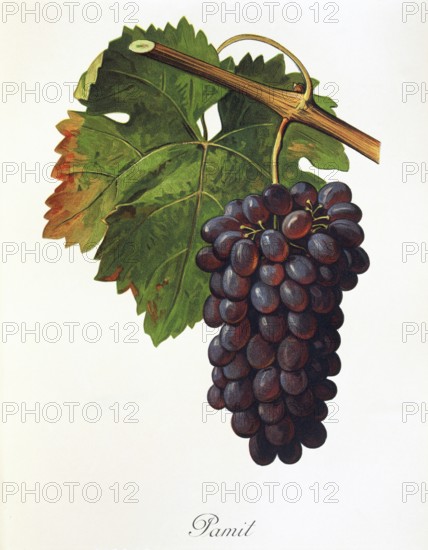 Ampelography, grape variety, oenology, viticulture, grape, grapevine, Pamit grape, a red wine variety. The old variety comes from the Bulgarian-Greek border region, digitally enhanced reproduction of an original by Alexis Kreyder (1839 to 1912), Historisch