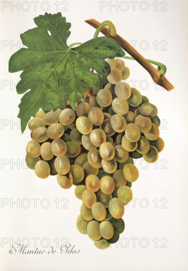 Ampelography, grape variety, oenology, viticulture, grape, grapevine, Mantuo de Pilas grape, white grape variety originates from Spain or Portugal, digitally enhanced reproduction of an original by Alexis Kreyder (1839 to 1912), Historical