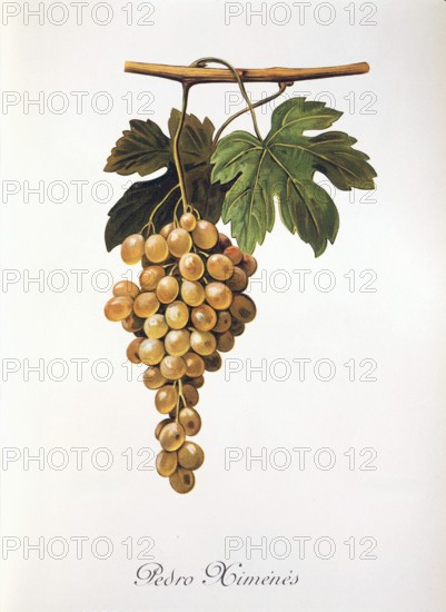 Ampelography, grape variety, oenology, viticulture, grape, grapevine, Pedro Mimenes grape, white wine grape, digitally enhanced reproduction of an original by Alexis Kreyder (1839 to 1912), Historical