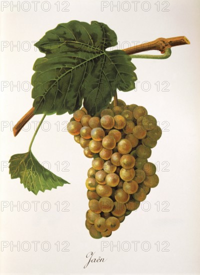 Ampelography, grape variety, oenology, viticulture, grape, grapevine, Jaen grape, digitally enhanced reproduction of an original by Jules Tronca (1855 to 1915), Historical