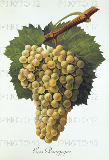 Ampelography, grape variety, oenology, viticulture, grape, grapevine, Gros Bourgogne grape, digitally enhanced reproduction of an original by Jules Tronca (1855 to 1915), Historical
