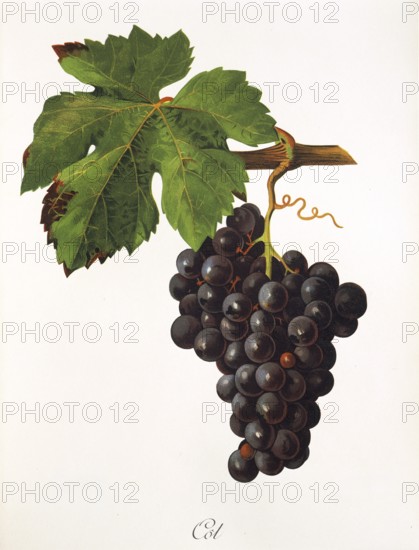 Ampelography, grape variety, oenology, viticulture, grape, grapevine, Cot grape, digitally enhanced reproduction of an original by Jules Tronca (1855 to 1915), Historical